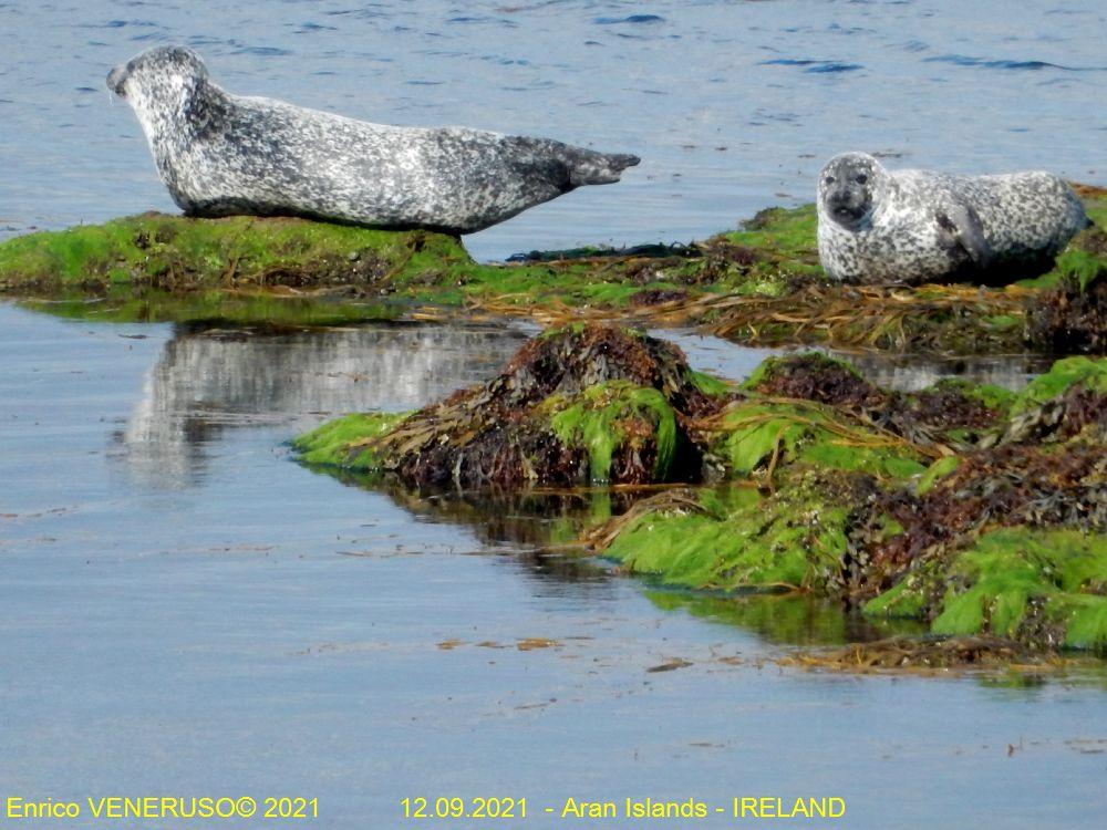 16 - Foche a riposo - Seals at rest.jpg